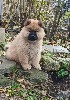  - CHIOT EURASIER DISPONIBLE POUR CONTRAT D'ÉLEVAGE