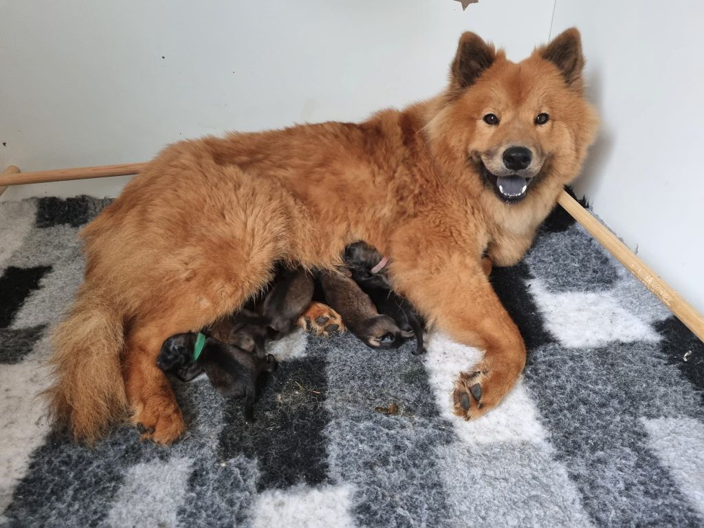 chiot Eurasier Les Constellations Au Clair De Lune