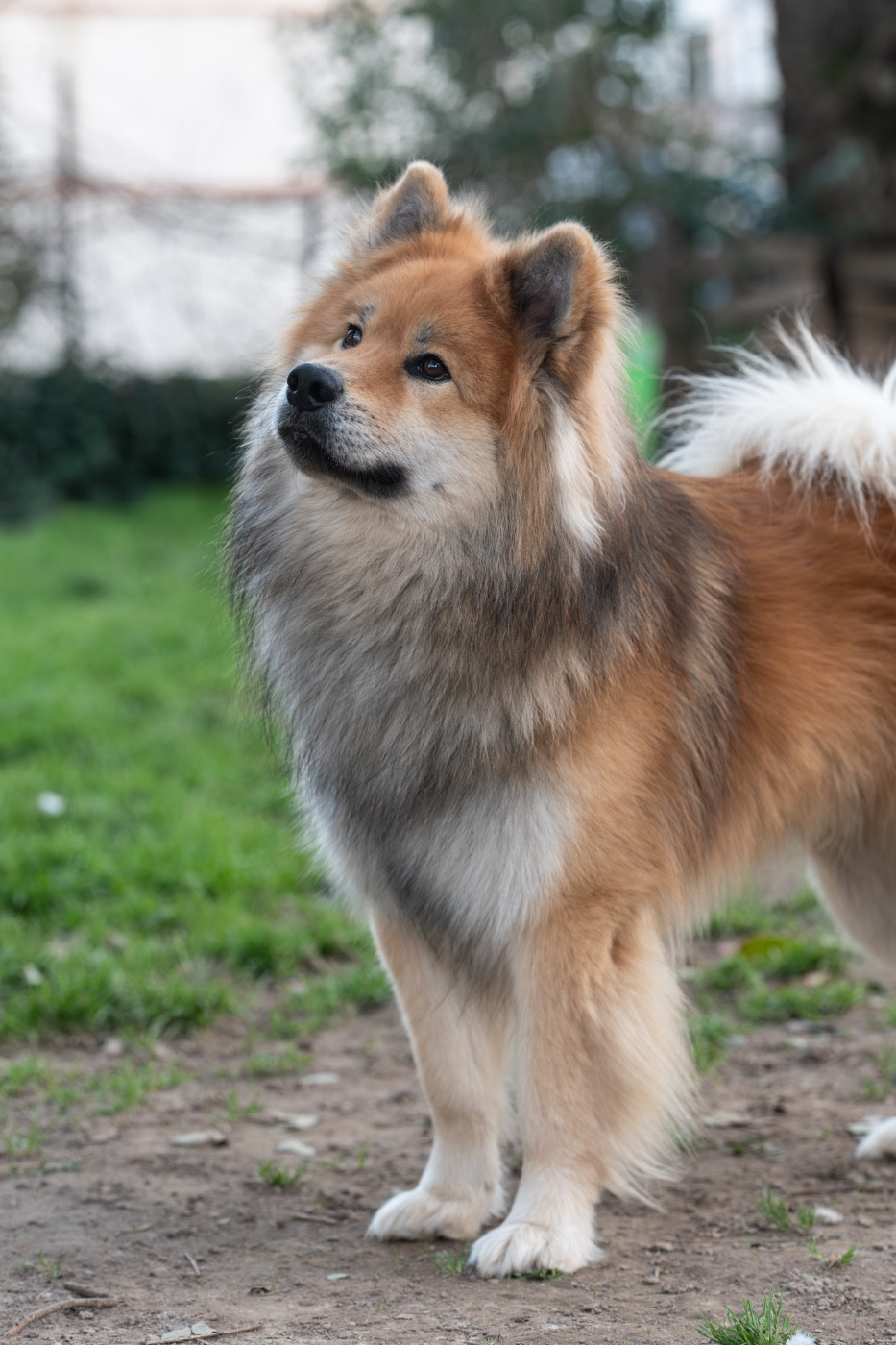 WOLT de l'élevage de Lerystone: le future papa de nos oursons
