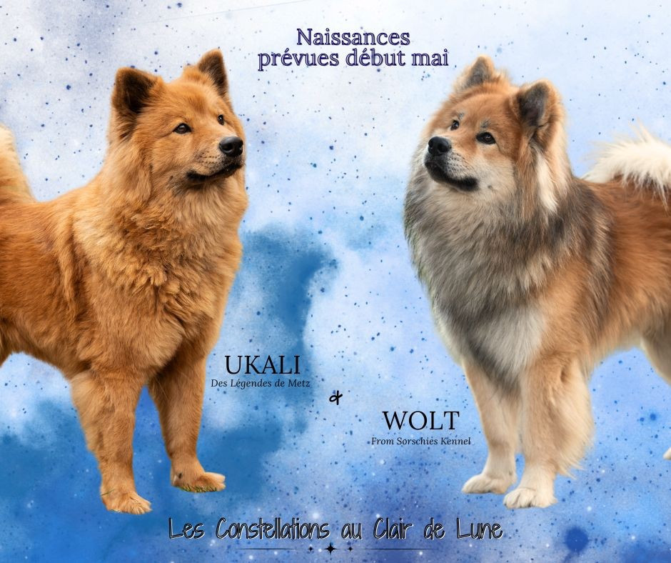 Des petits oursons attendus début mai