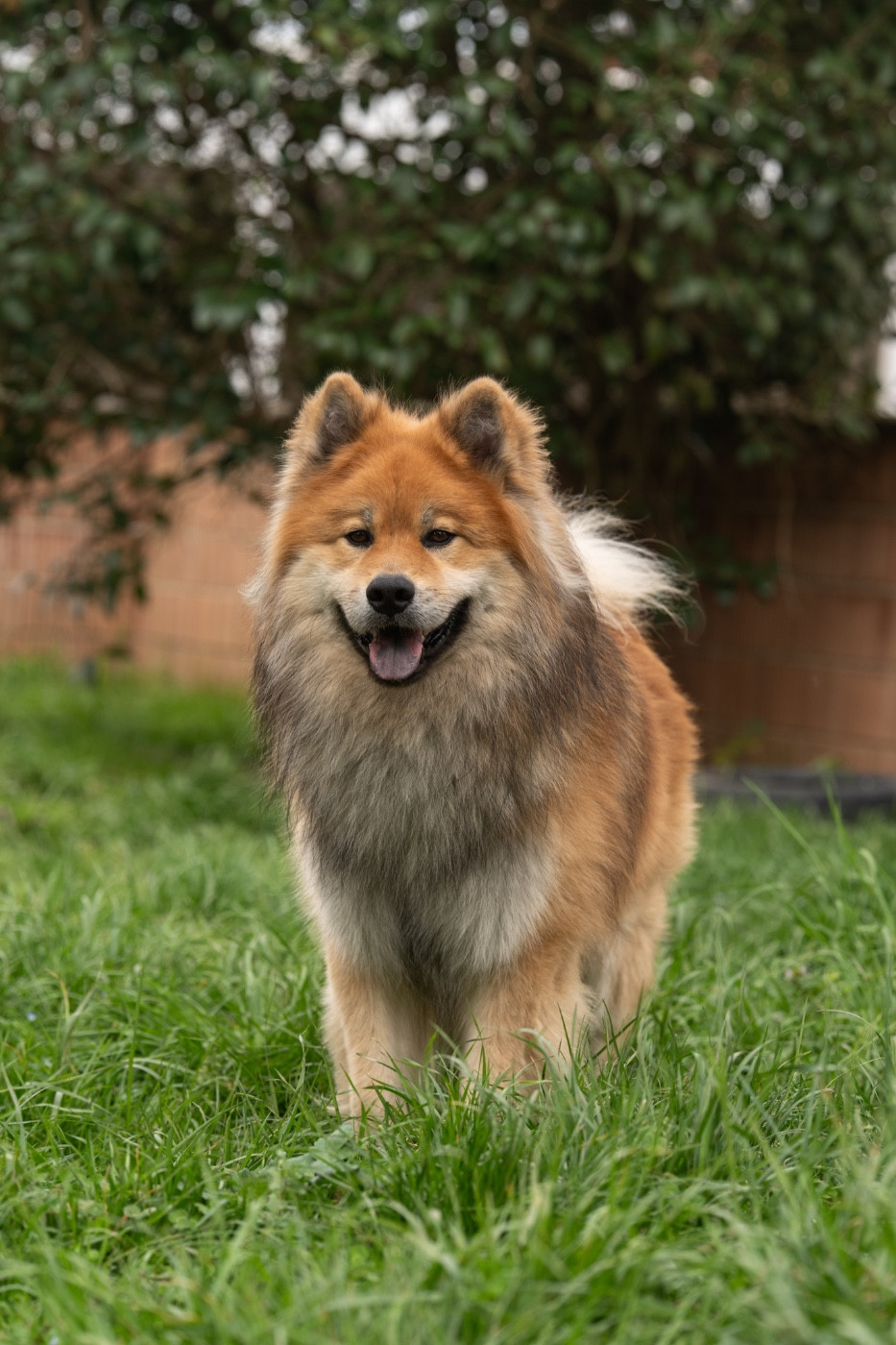 WOLT de l'élevage de Lerystone: le future papa de nos oursons