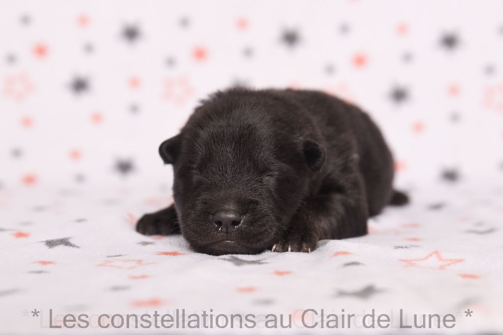 Les Constellations Au Clair De Lune - Eurasier - Portée née le 17/11/2022