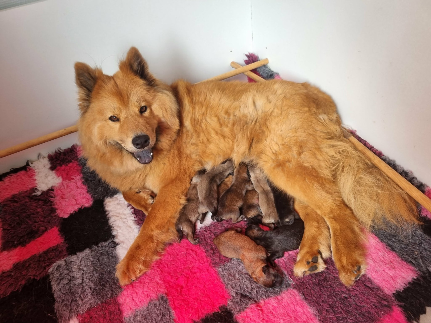 Chiot Eurasier Les Constellations Au Clair De Lune