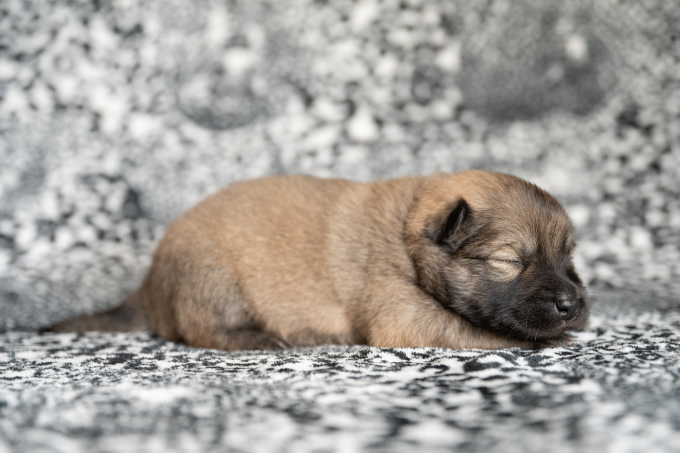 Les Constellations Au Clair De Lune - Chiots disponibles - Eurasier