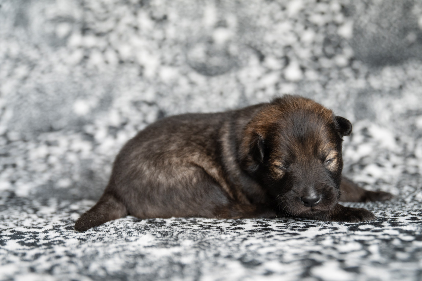 Les Constellations Au Clair De Lune - Chiots disponibles - Eurasier