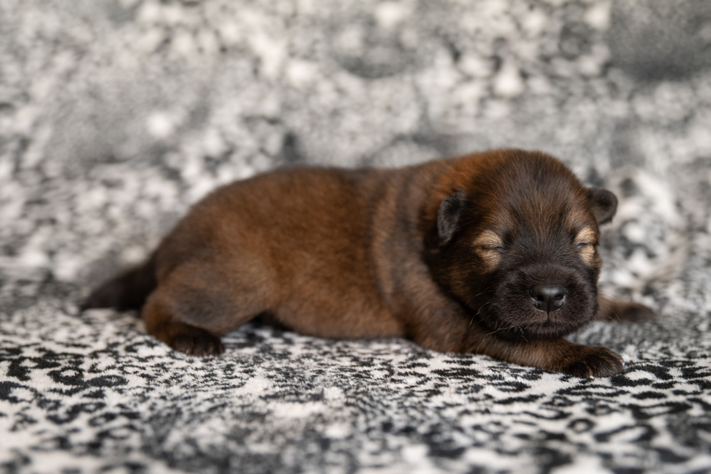 Les Constellations Au Clair De Lune - Chiots disponibles - Eurasier