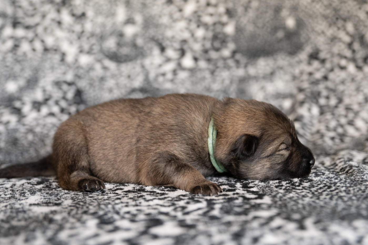 Les Constellations Au Clair De Lune - Chiots disponibles - Eurasier