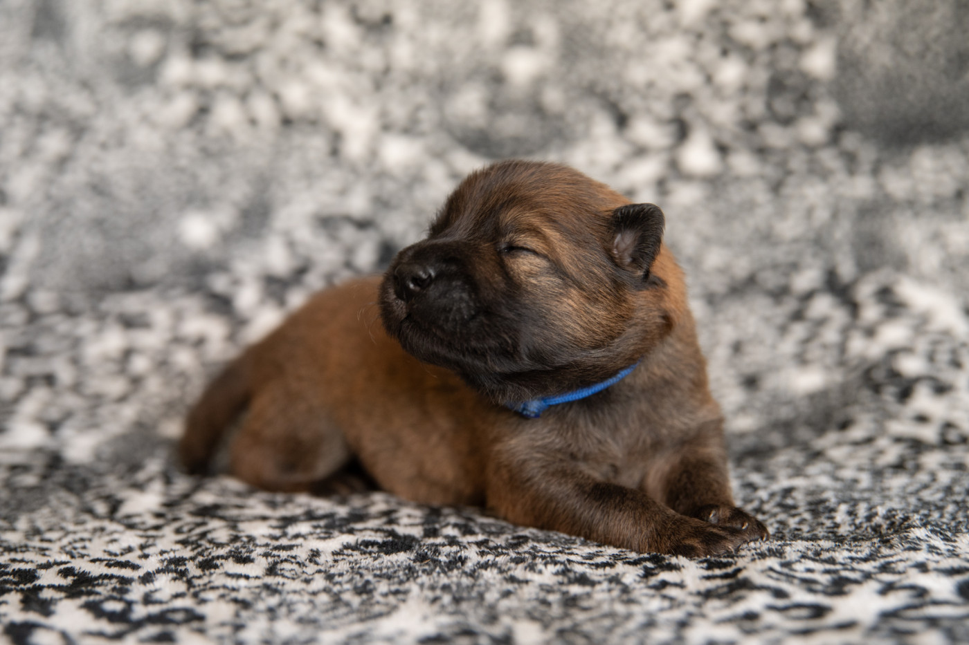 Les Constellations Au Clair De Lune - Chiots disponibles - Eurasier