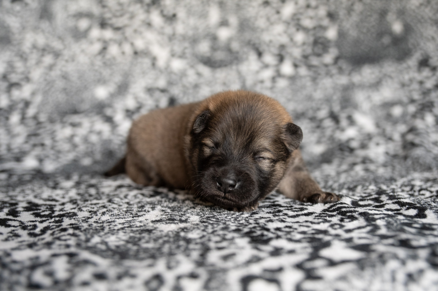 Les Constellations Au Clair De Lune - Chiots disponibles - Eurasier