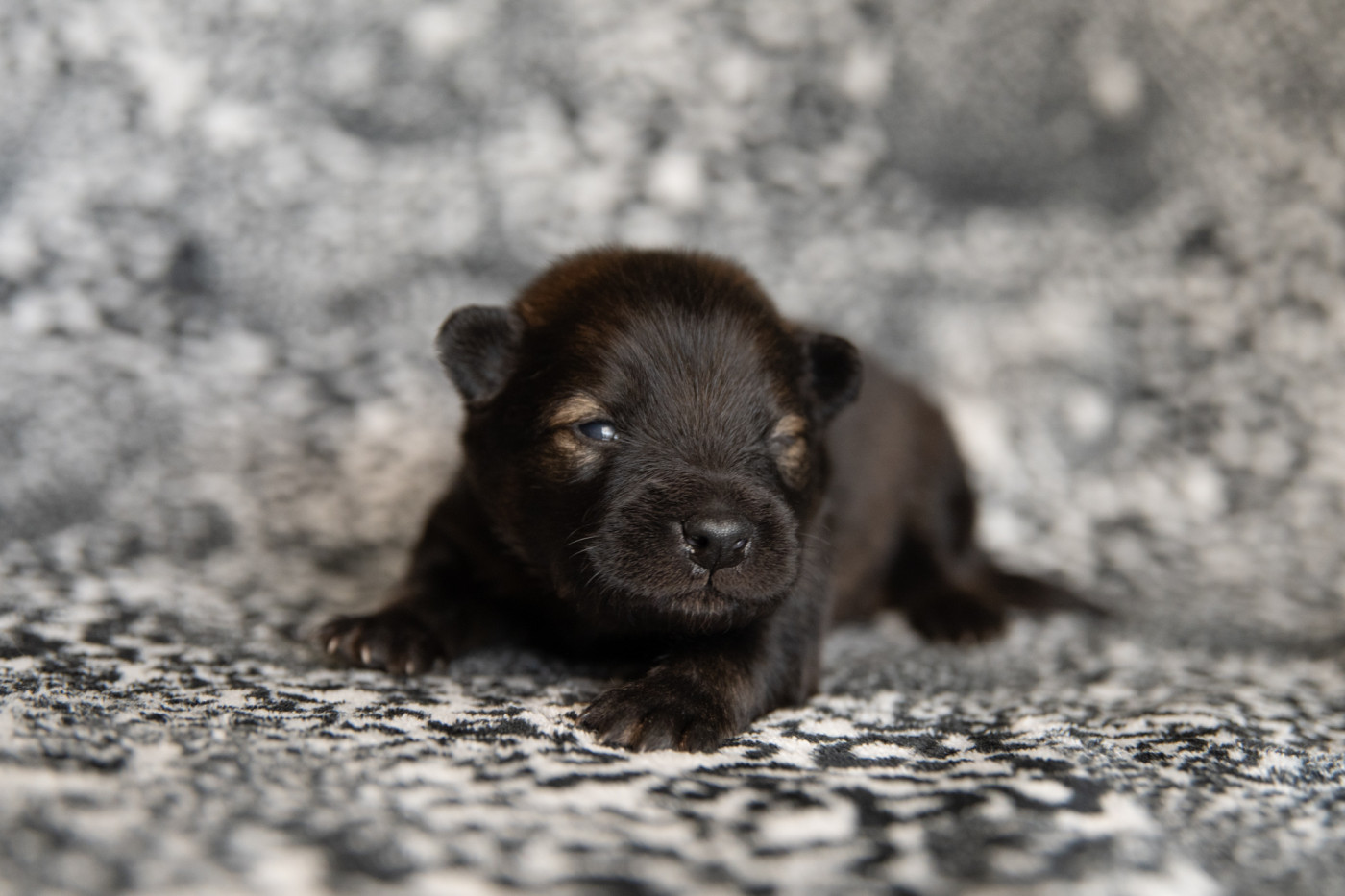Les Constellations Au Clair De Lune - Chiots disponibles - Eurasier