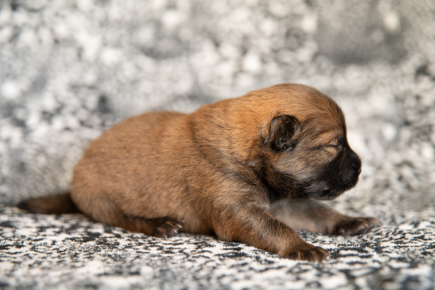 Les Constellations Au Clair De Lune - Chiots disponibles - Eurasier