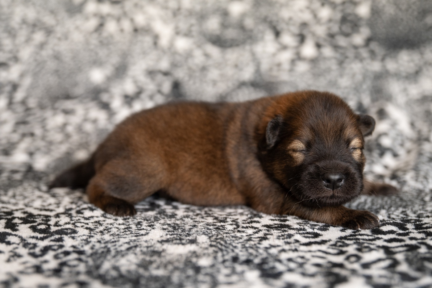 Les Constellations Au Clair De Lune - Chiots disponibles - Eurasier
