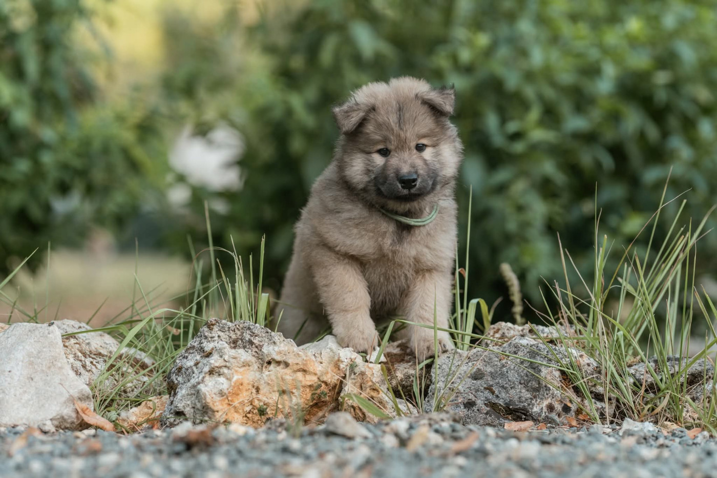 Les Constellations Au Clair De Lune - Chiots disponibles - Eurasier