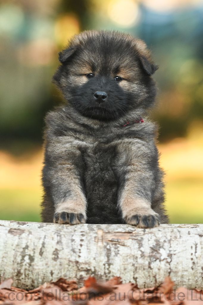 Les Constellations Au Clair De Lune - Chiots disponibles - Eurasier